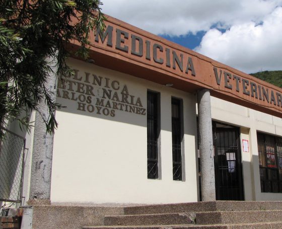 clinica-veterinaria-udenar clinica-veterinaria-udenar