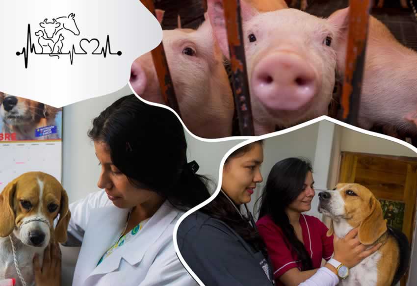 Imagen-principal-zoootecnia-udenar-periodico