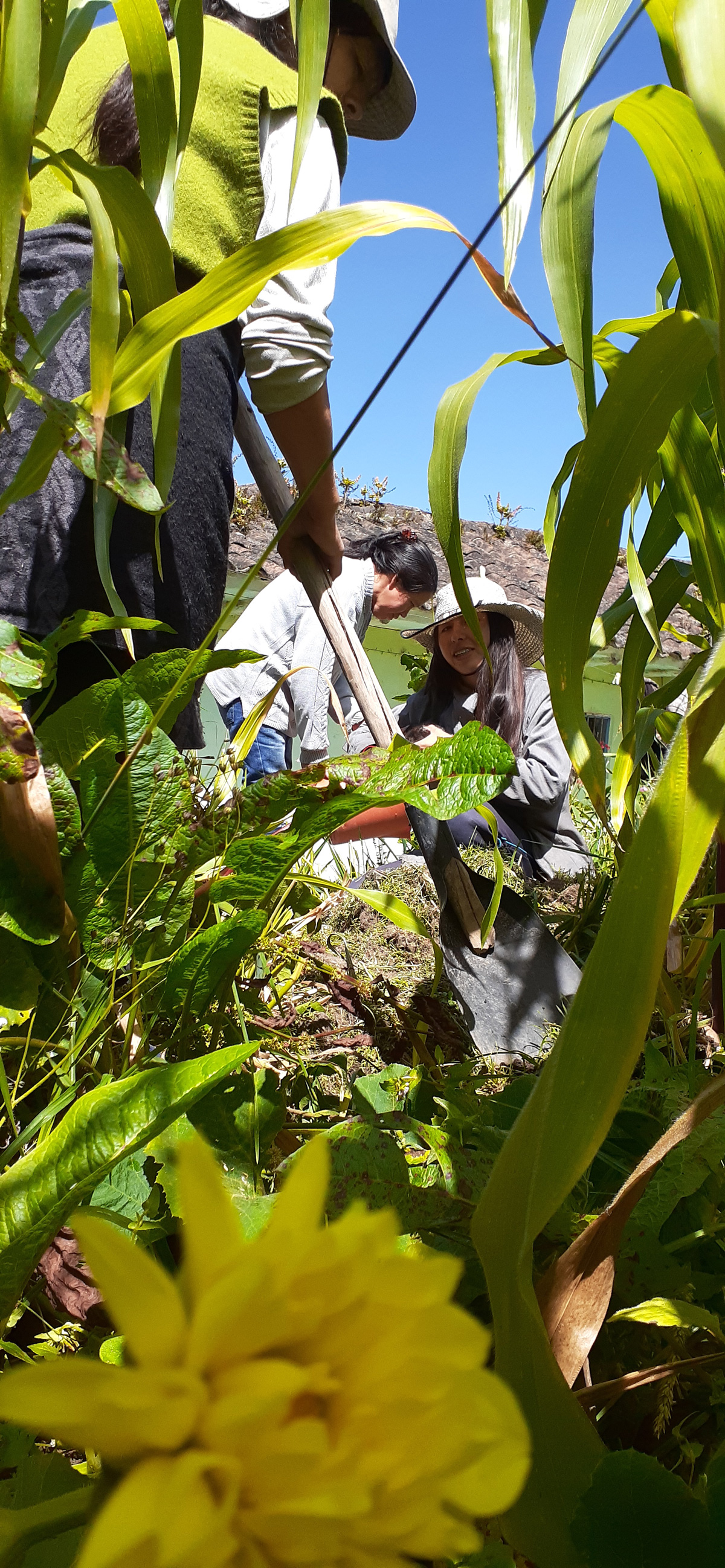 cultivando-la-vida