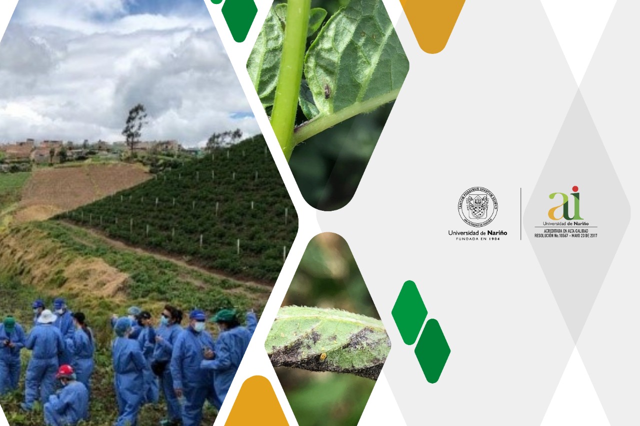 La Punta Morada de la Papa y Zebra Chip: Enfermedades emergentes que pone en riesgo la producción de papa en Colombia