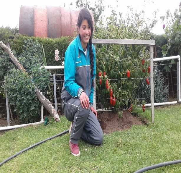 Plantas medicinales cultivadas en las casas de los estudiantes.