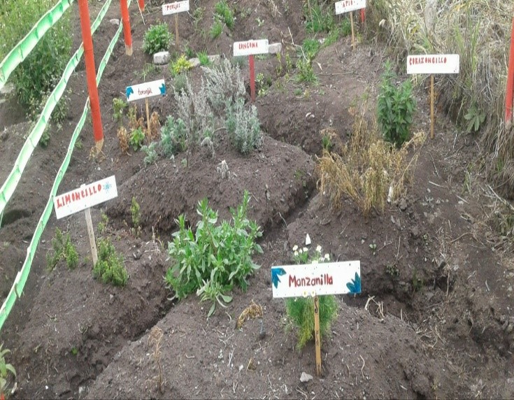 Plantas medicinales cultivadas en las casas de los estudiantes.