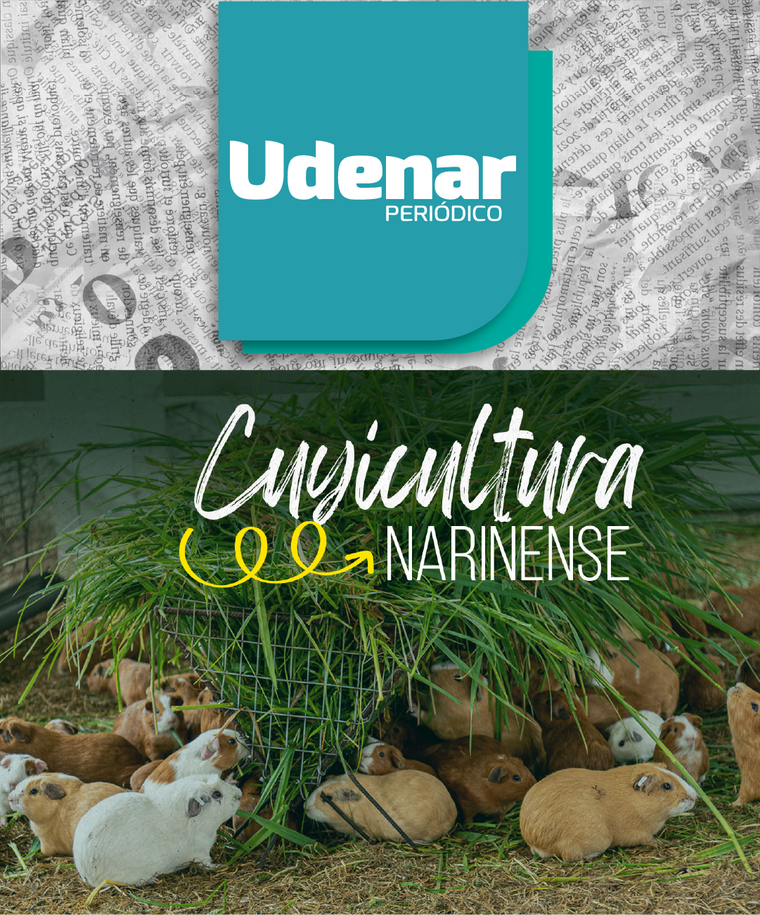 Ciencia e innovación para la cuyicultura nariñense
